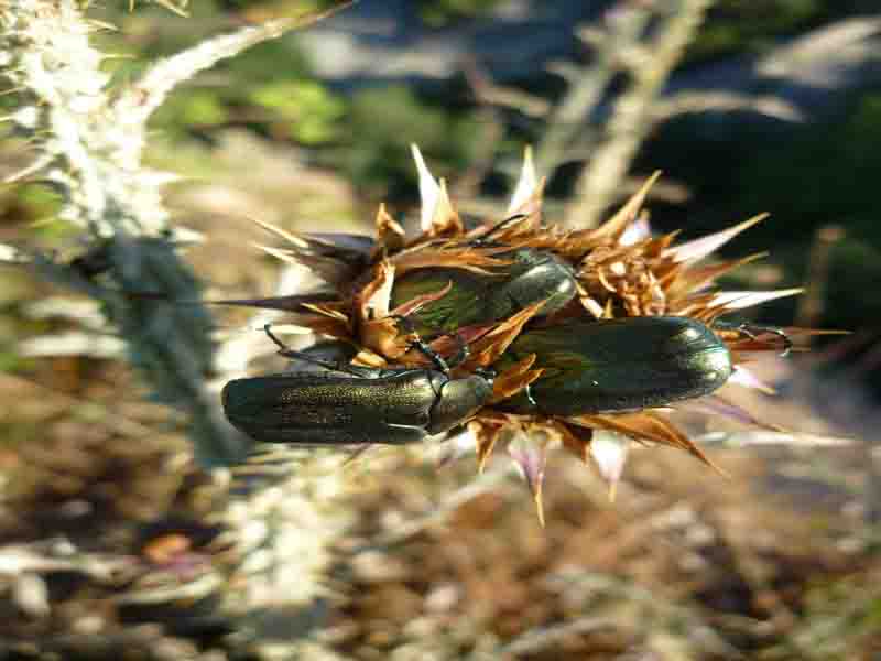 E''  un C. aeroginosa questo? No, Protaetia cfr. affins e Protaetia angustata